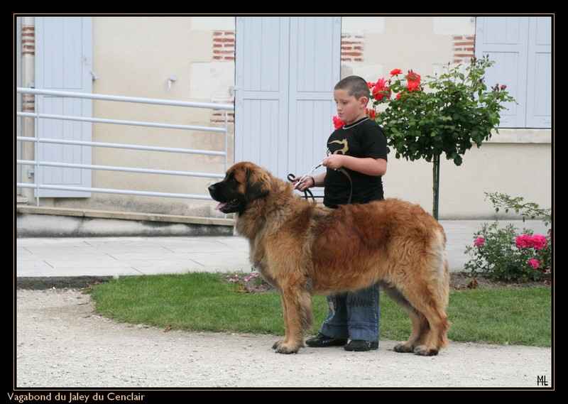 Vagabond Du jaley du cenelais